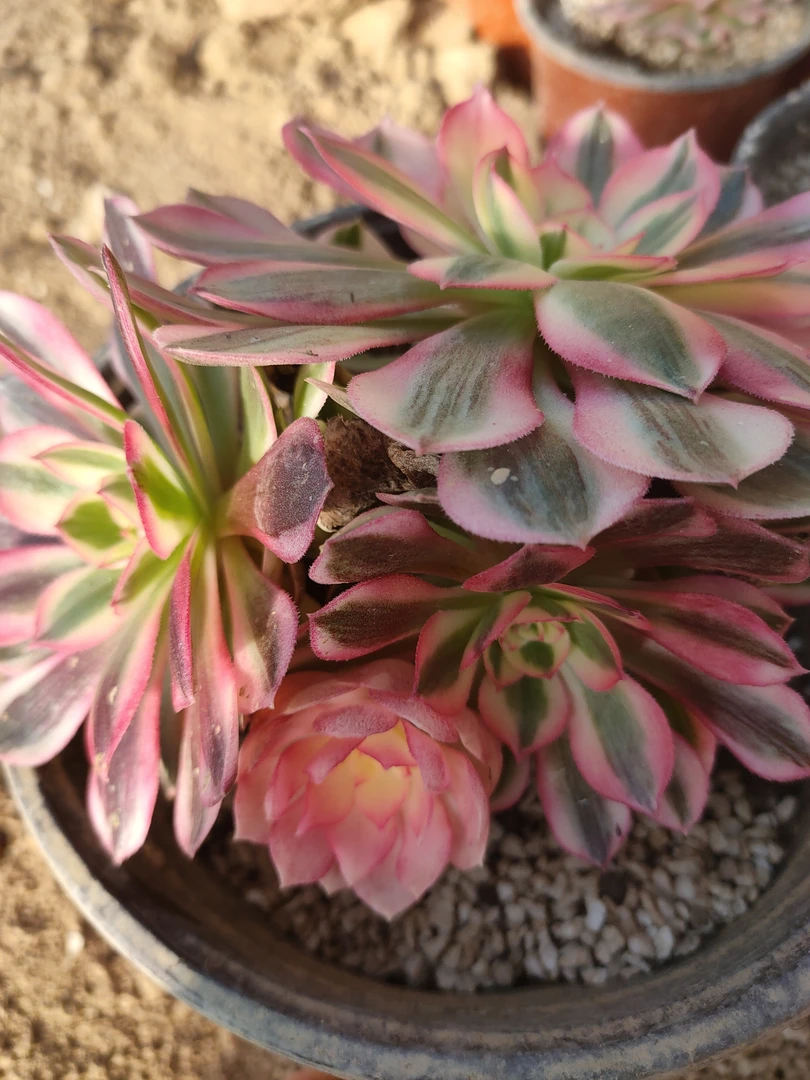 精品法师倾城锦系列