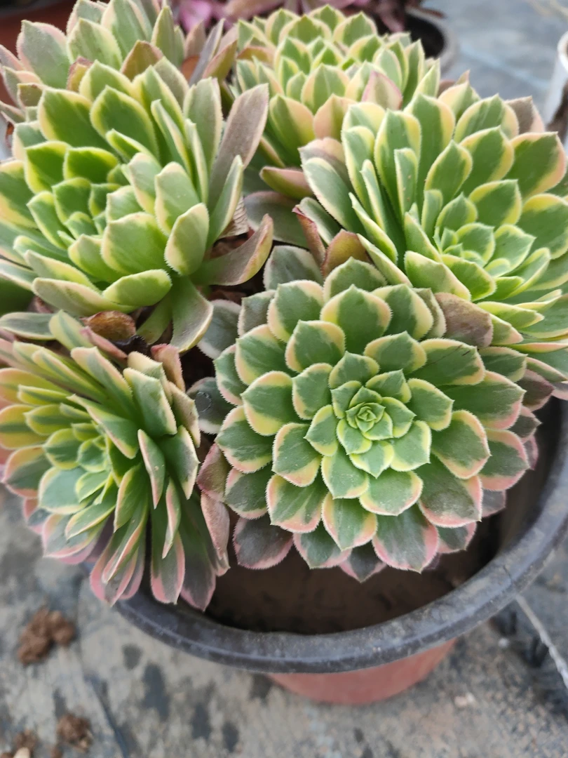 精品法师朝霞锦系列