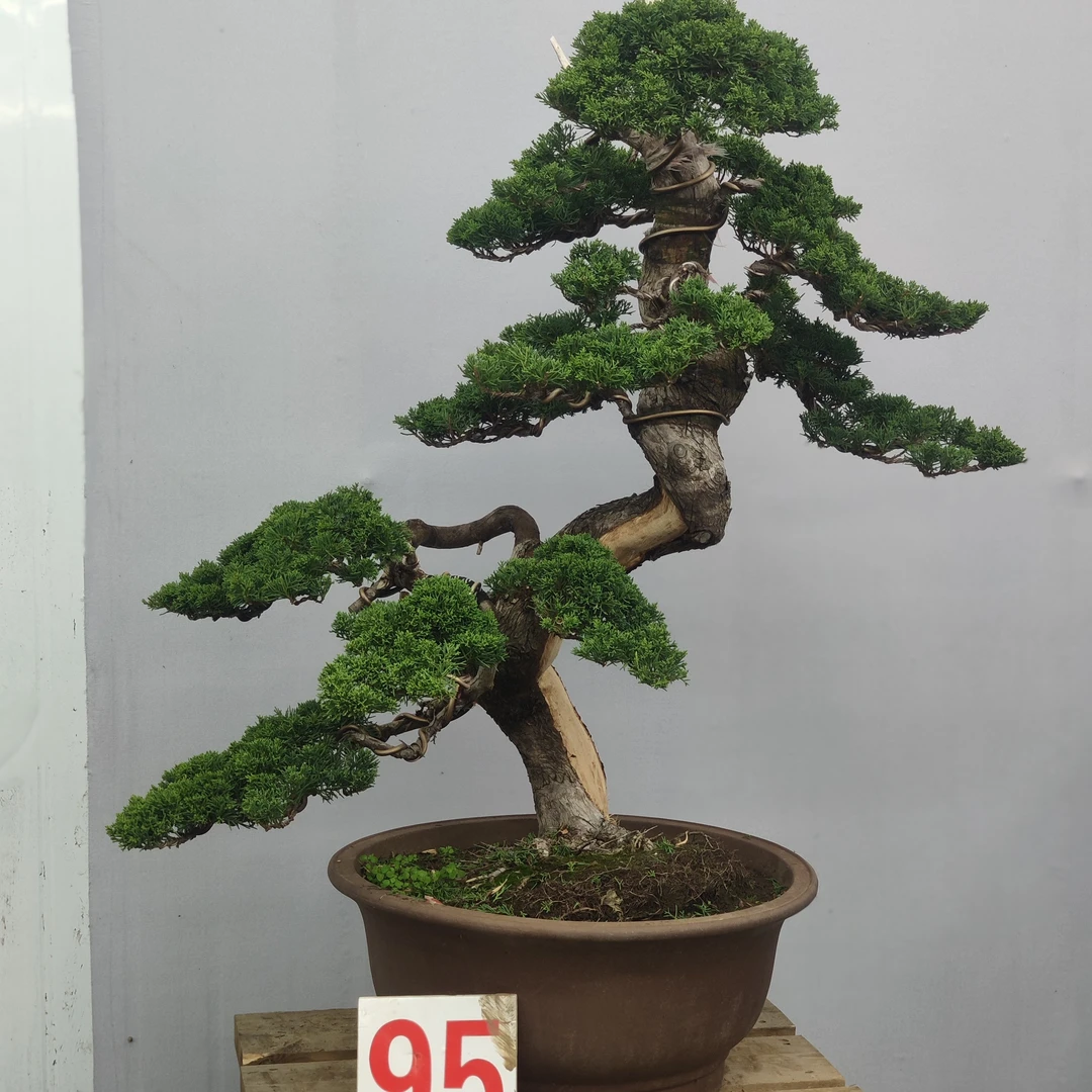 松柏盆景一物一拍直播间看好下单