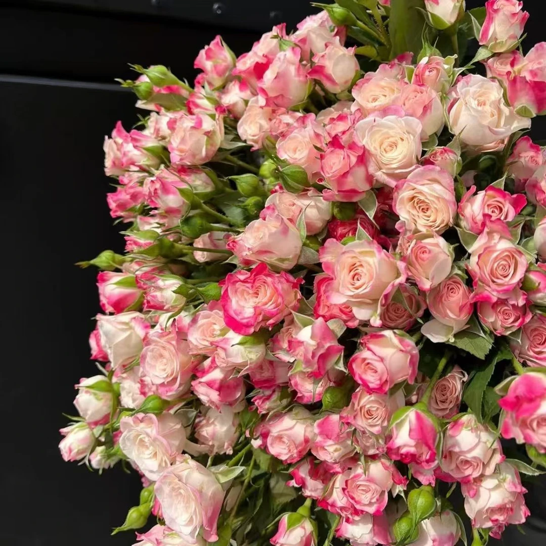 【折射泡泡 三颗包邮】月季花苗盆栽多季开花丰花耐寒花卉切花玫瑰