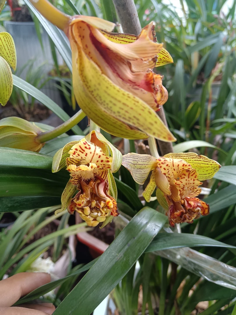 浓香虎头兰（虎王）原生蕙兰种人工种植花期兰花长达三个月大盆