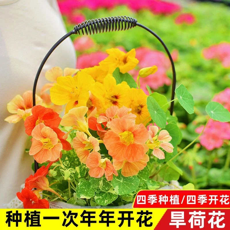 旱金莲种子攀爬四季花盆爬藤旱荷寒荷金莲花旱莲花莲重瓣种花籽子