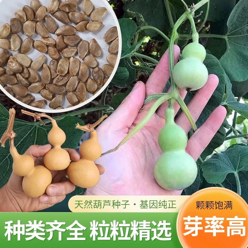 手捻葫芦种子籽小葫芦种子籽迷你葫芦种籽爬藤遮阴易活植物种子籽