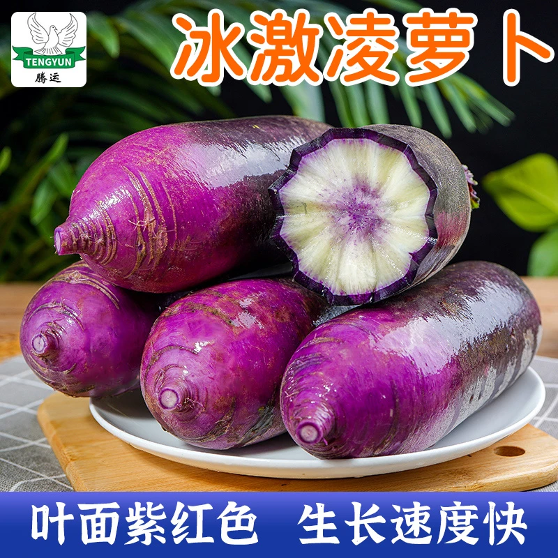 冰激凌糖心水果萝卜种子 脆甜萝卜种子冰激凌萝卜种籽蔬菜籽