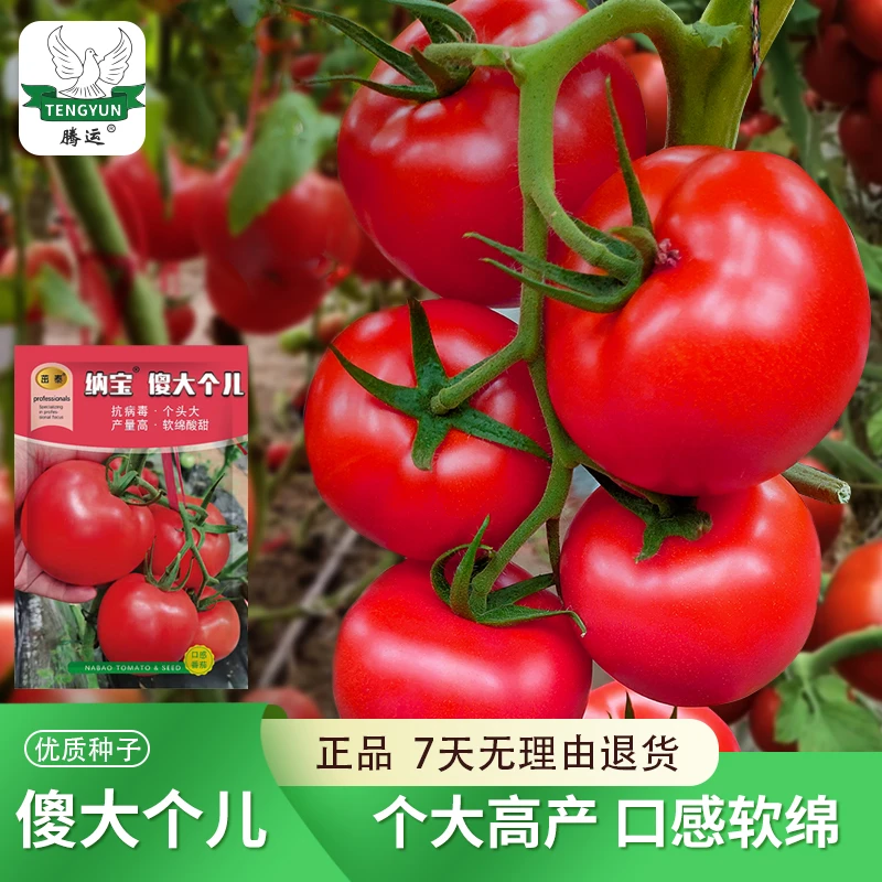 【菜博士专属】福满多番茄傻大个番茄籽西红柿种子盆栽蔬菜种大棚