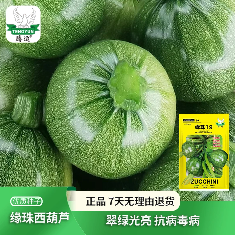 缘珠西葫芦种子 角瓜绿西葫芦种子圆西葫芦籽高产抗热四季易种