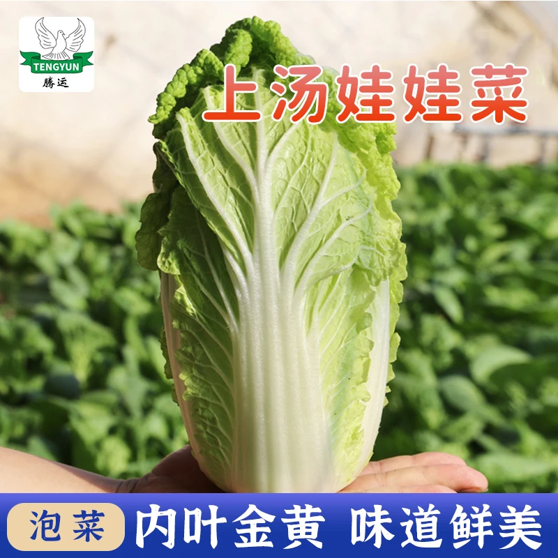 迷你上汤 娃娃菜种子小白菜种子四季北方青菜蔬菜种子优质营养