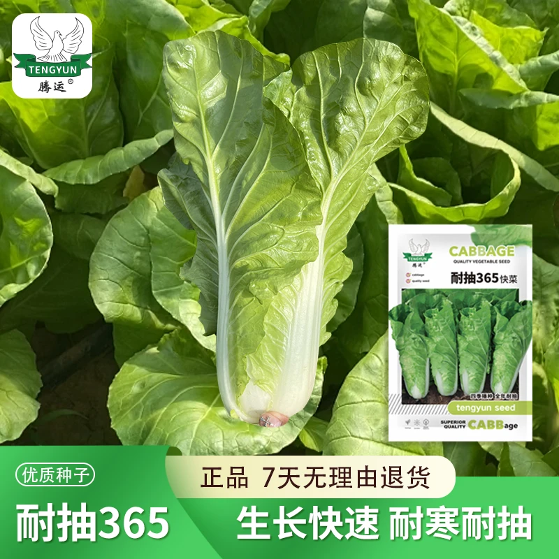 耐抽365快菜种子耐热耐寒四季种植小白菜籽速生快菜种子盆栽