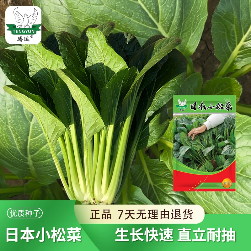 小松菜种子青菘菜耐热抗病春夏秋速生小白菜油菜种籽四季蔬菜种子