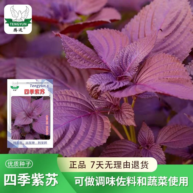 紫苏种子双面食用易种纯紫苏籽双色纯绿紫苏种籽四季蔬菜阳台盆栽