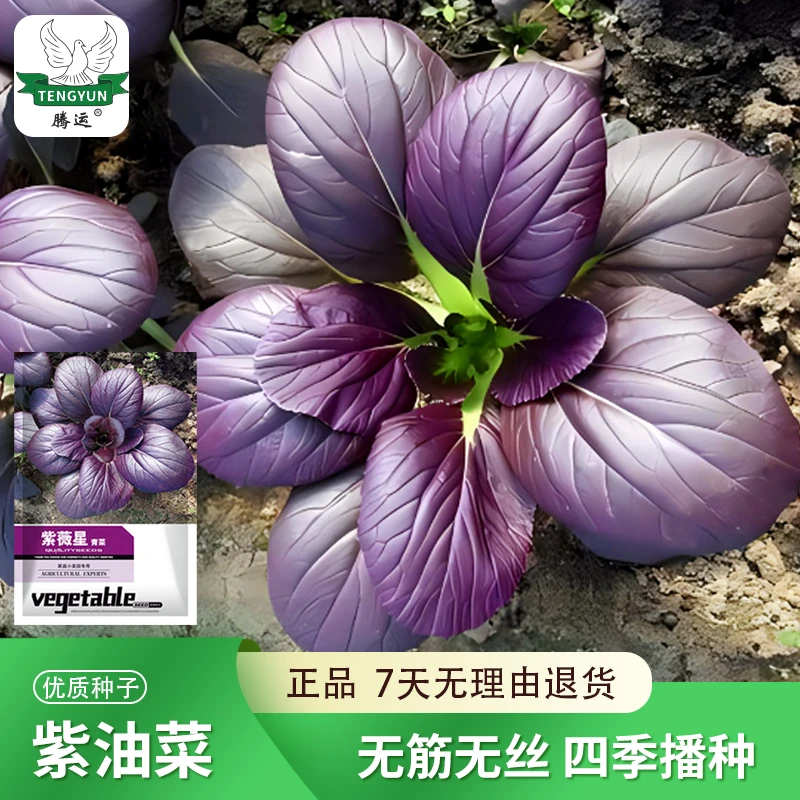紫色小青菜种子紫油菜种籽四季阳台庭园播种盆栽易种春秋蔬菜种子