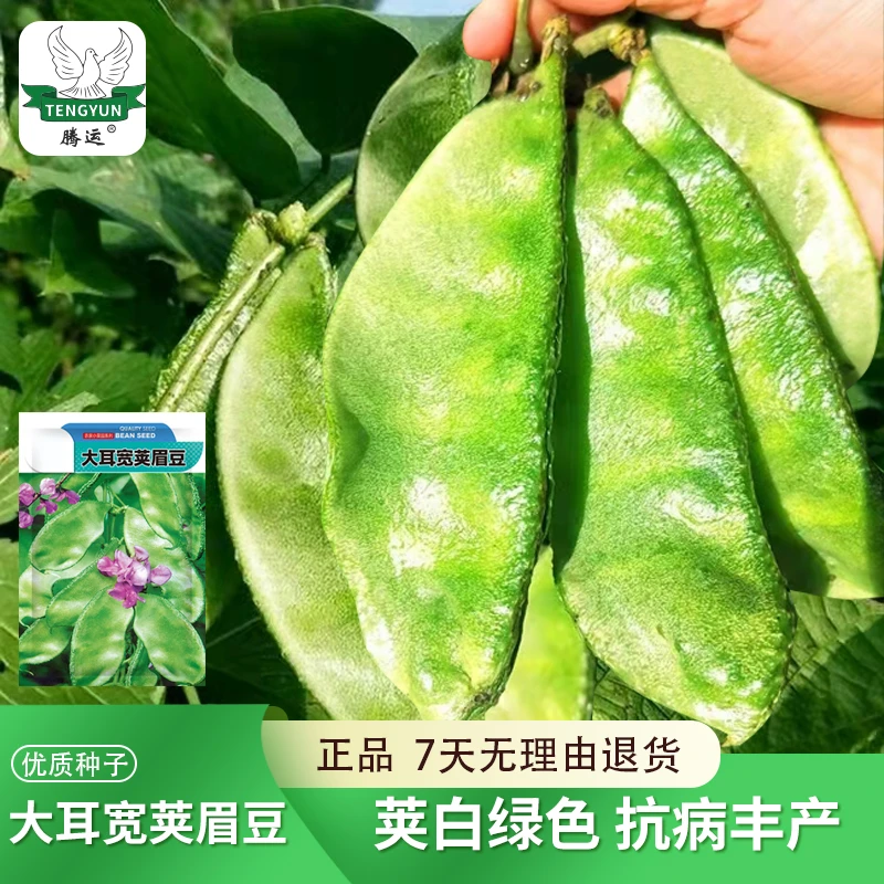 绿扁豆种子猪耳朵紫扁豆角种子宽扁眉豆种子爬藤架豆春季蔬菜种子