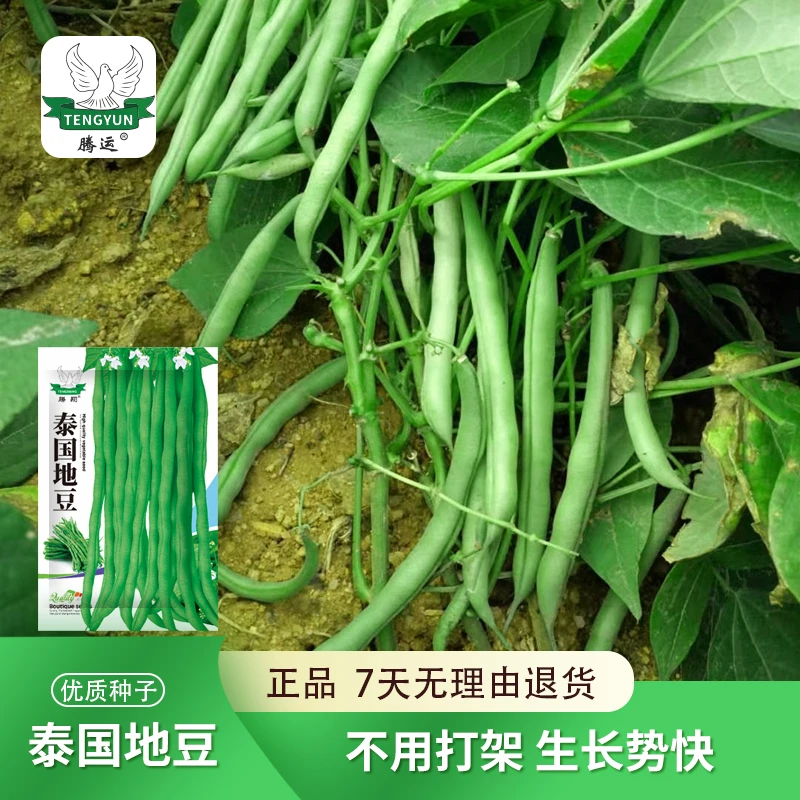 泰国地豆不搭架矮生四季豆种子菜大全高产无架早熟地豆角种可盆栽