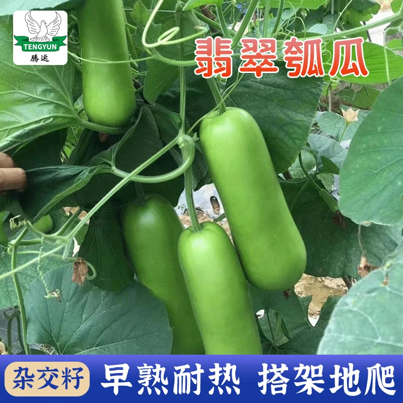 【早熟瓠瓜】春夏秋季高产瓠子瓜籽蒲瓜耐热菜种孑四季蔬菜腾运