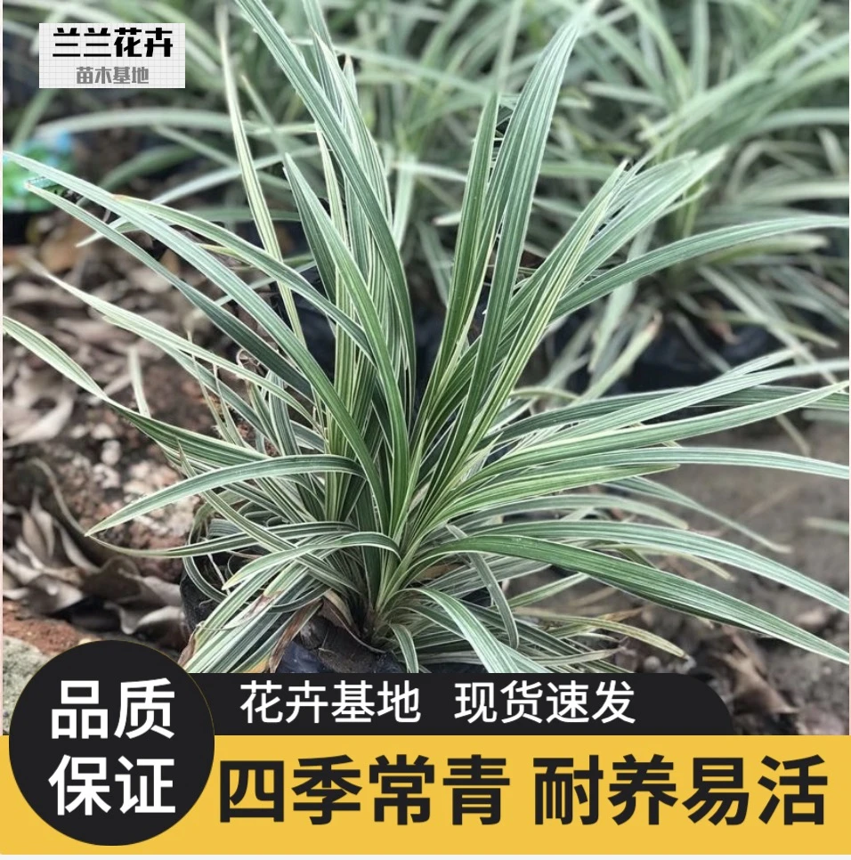 银边草麦冬草植物水培好养生态绿植盆栽沿阶草造景盆景耐热石菖蒲