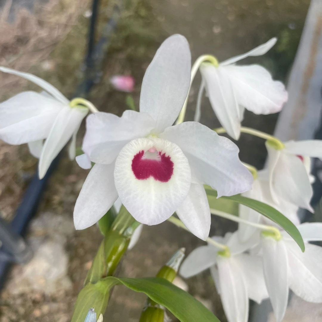 一物一拍自助下单链接