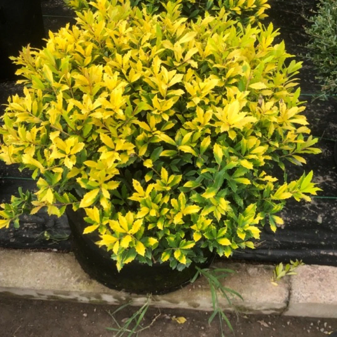 绿植花卉彩叶植物庭院景观植物黄金枸骨球