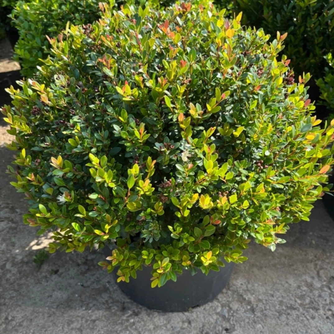 绿植花卉植物四季常青植物开花植物赤楠球