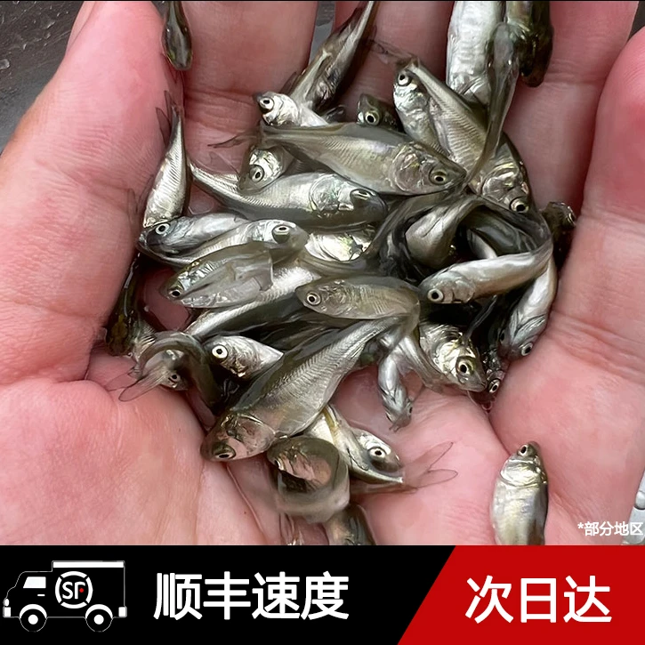 喂乌龟饲料鱼小鱼活体养殖活鱼龙鱼活食饲料淡水鱼草鱼鲫鱼