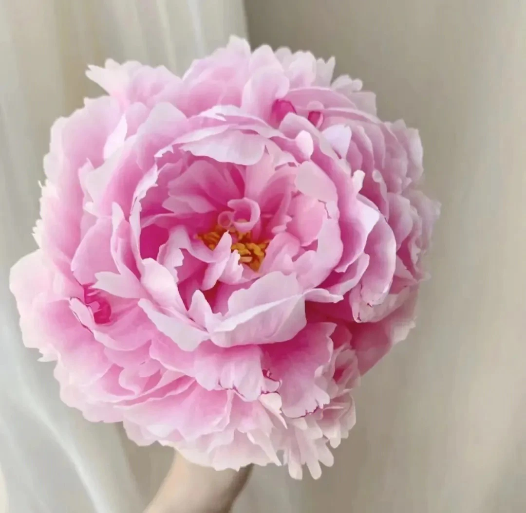 【莎拉·伯恩哈特，老盆养进口重瓣芍药】原盆原土基地直发