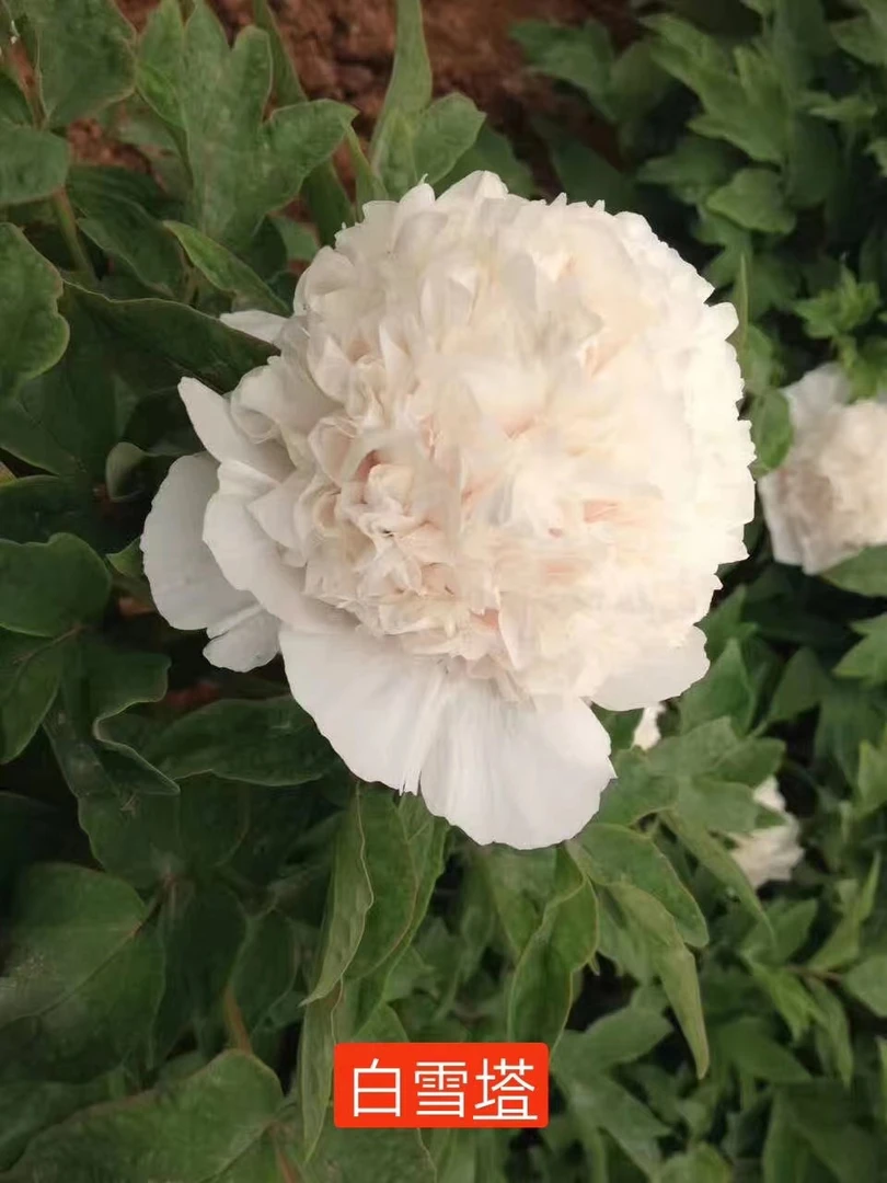 （白雪塔）白色系绣球状，洛阳原产地直发
