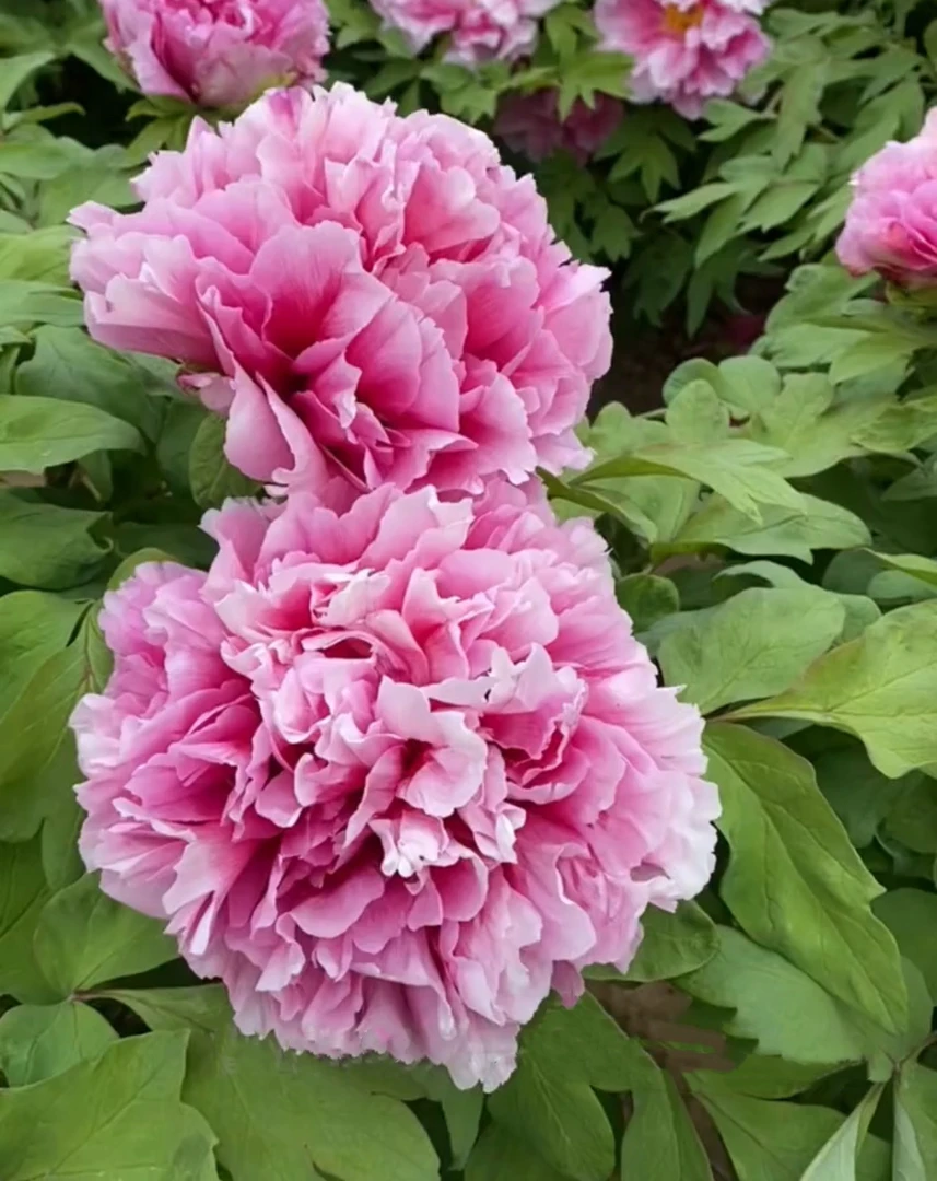 （帝冠）进口稀有名贵品种，粉色千层重瓣大花，裸根发货