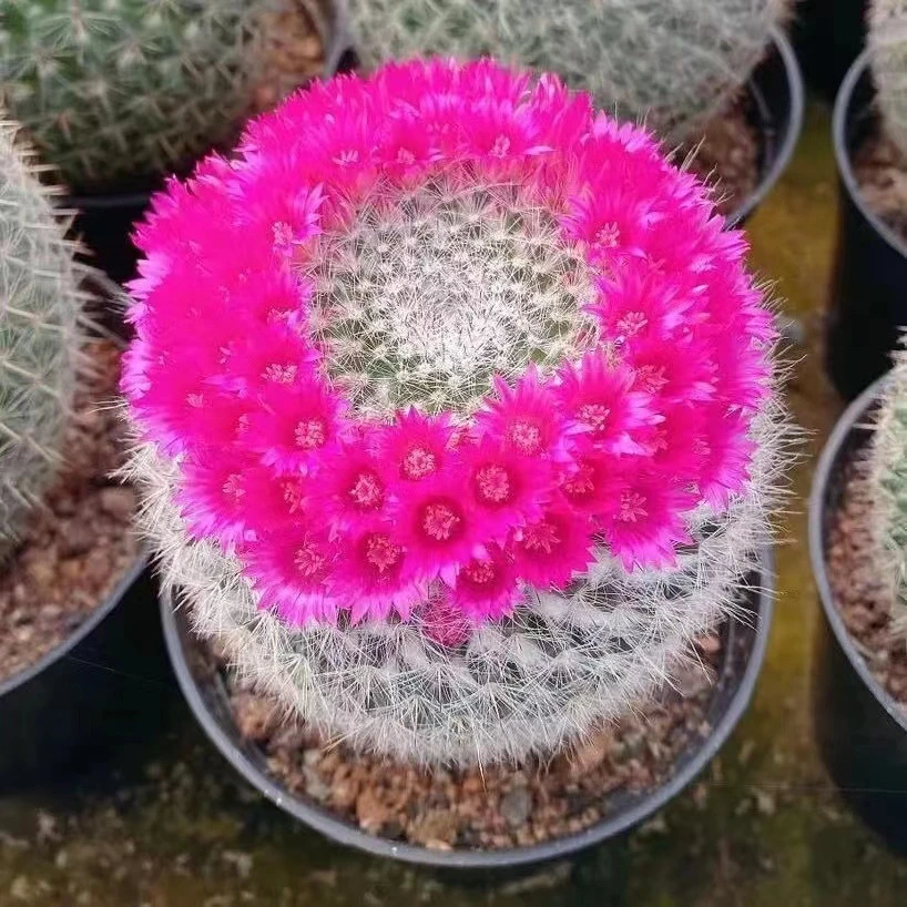 【小清新】玉翁仙人球带花苞小盆栽桌面绿植防辐射仙人球大全新款