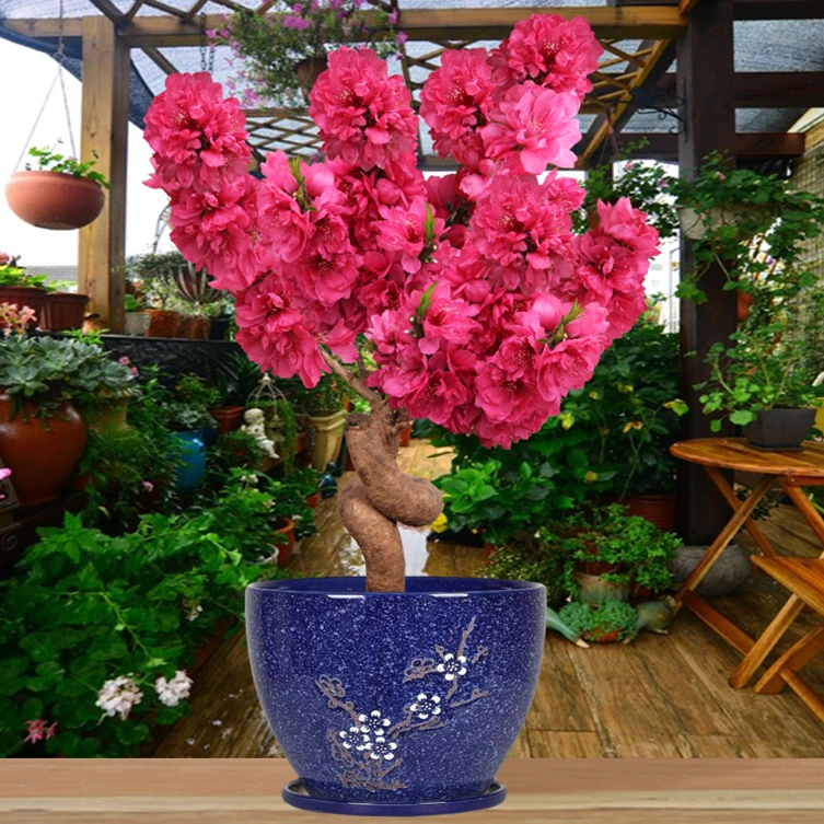 寿星桃树苗 盆景梅花树苗花苗造型盆景苗庭院阳台耐寒花带花苞