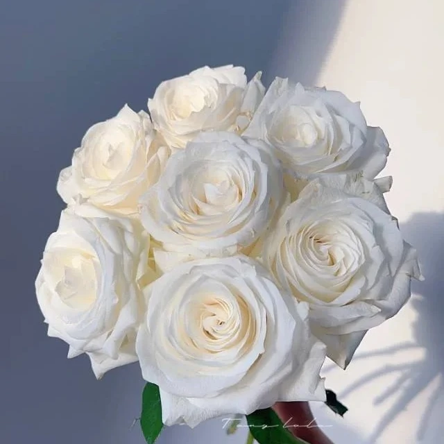 【两单包邮特价鲜花无售后介意勿拍】白雪山玫瑰10枝