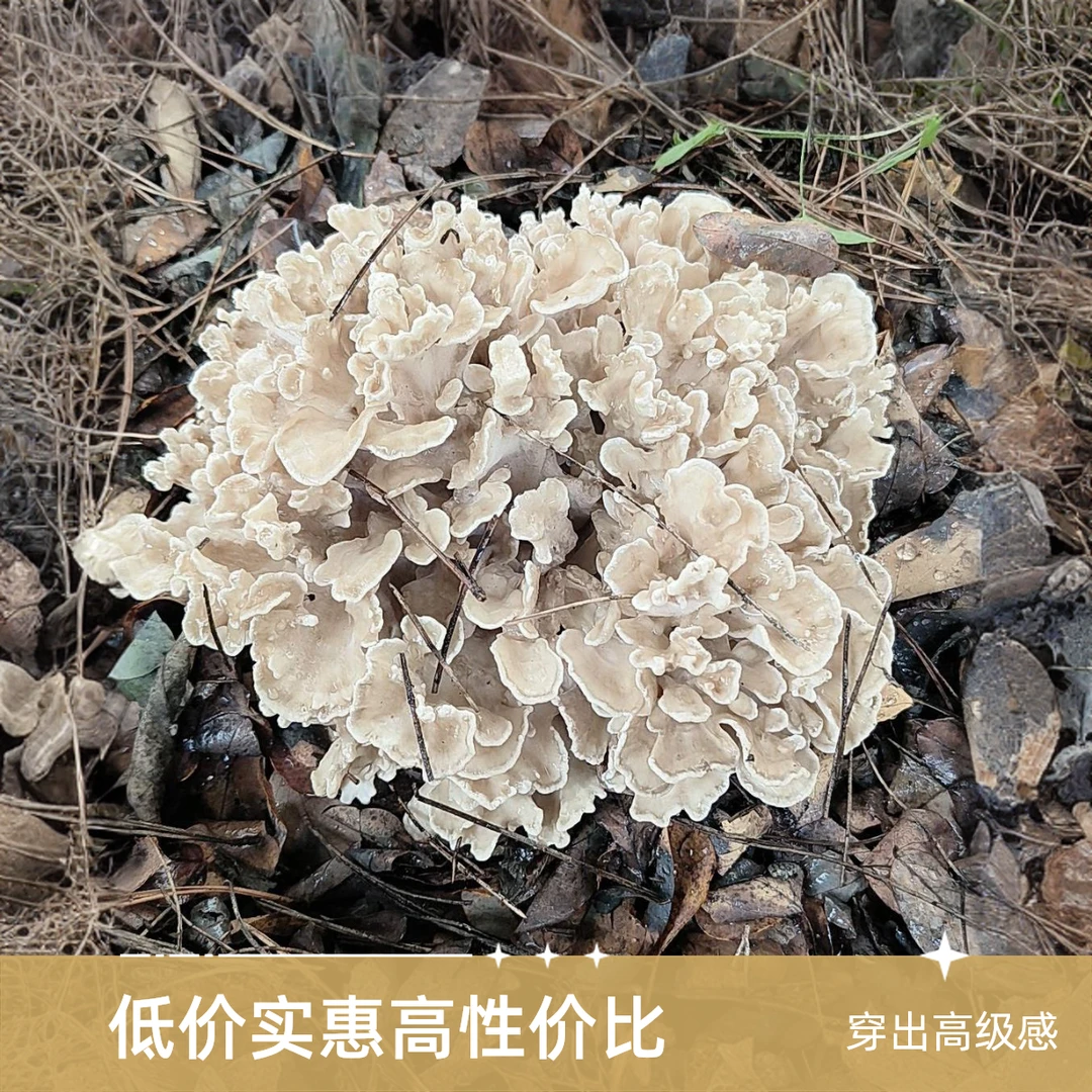 栗蘑菇稀为贵就不说了   看着像朵花就像吃上一口  清脆口感