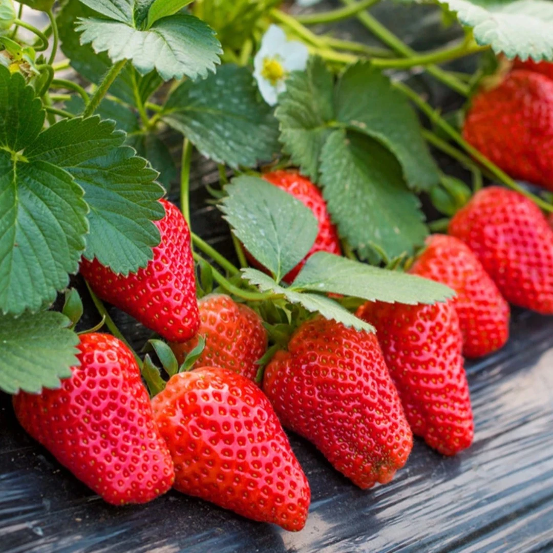 奶油草抗病莓种子四季播种生长好养殖易活室内外移栽种植简单发芽