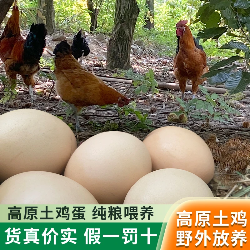大凉山农家生态散养土鸡蛋新鲜本地农村鸡蛋正宗喂养岩鹰鸡土鸡蛋