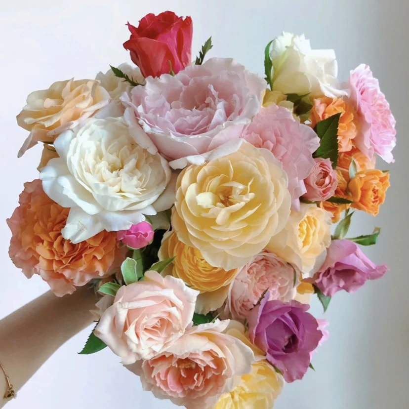 【多色月季】多颗扦插花苞发货阳台庭院趣味盆栽花