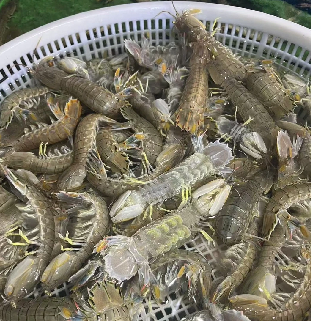 鲜活虾爬子（保鲜不保活）58二斤