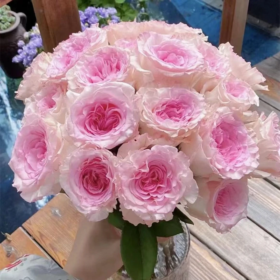 S5:【 洛神 碎冰蓝 香槟 百合】家庭养护鲜切花 | 云南基地直发