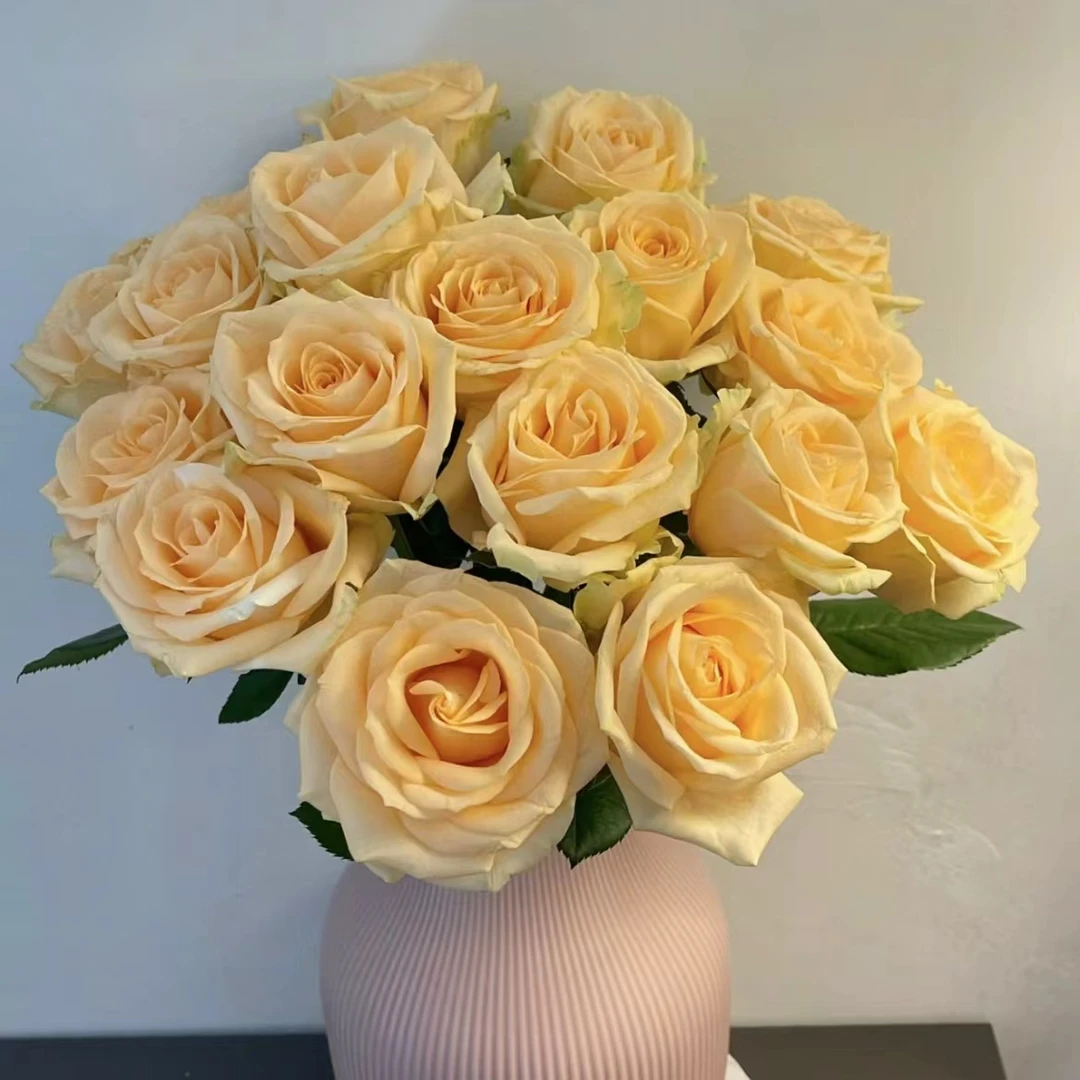 【香槟】单头玫瑰10枝 | 家庭养护鲜切花 【0度以下请拍保温棉】