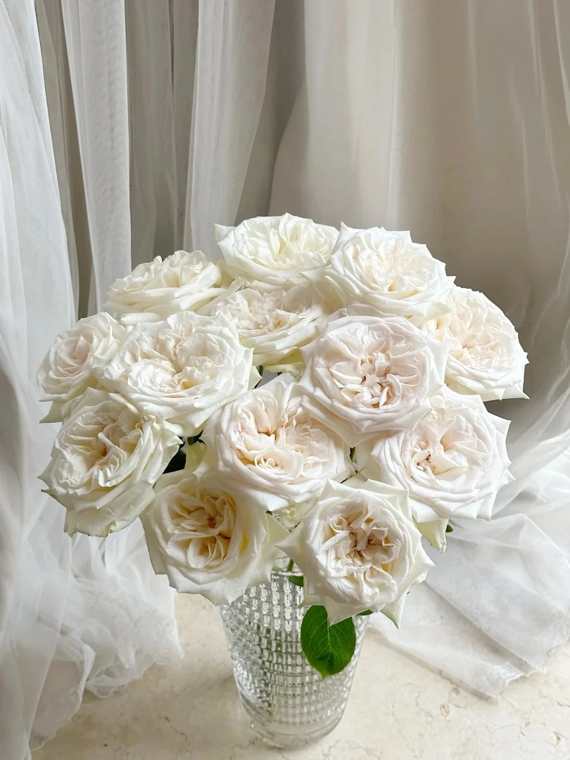 【白荔枝】单头玫瑰 | 云南基地直发 家庭掩护鲜切花