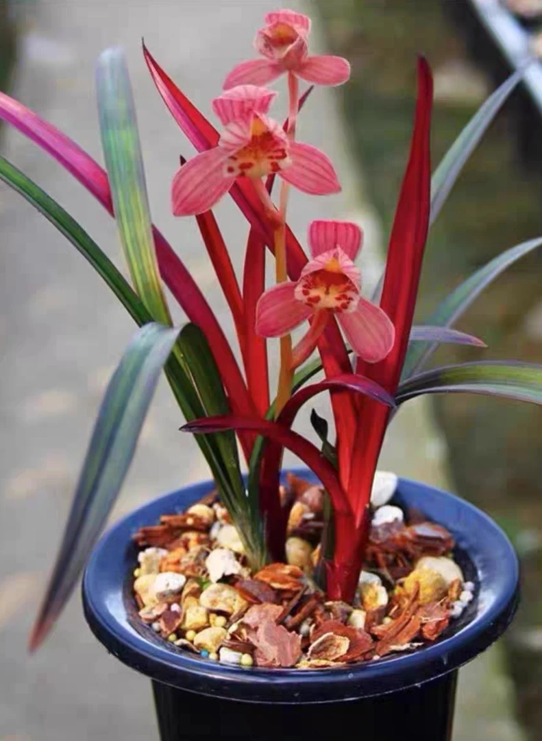 高档兰花建兰红草红荷红花