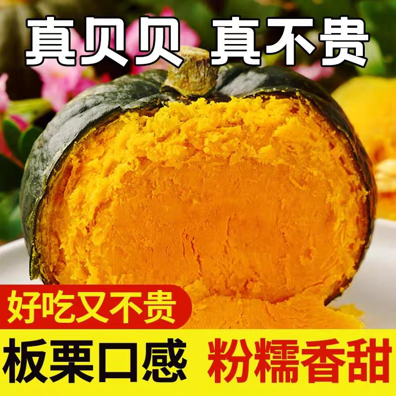 杨会长专属内蒙古沙漠贝贝南瓜
