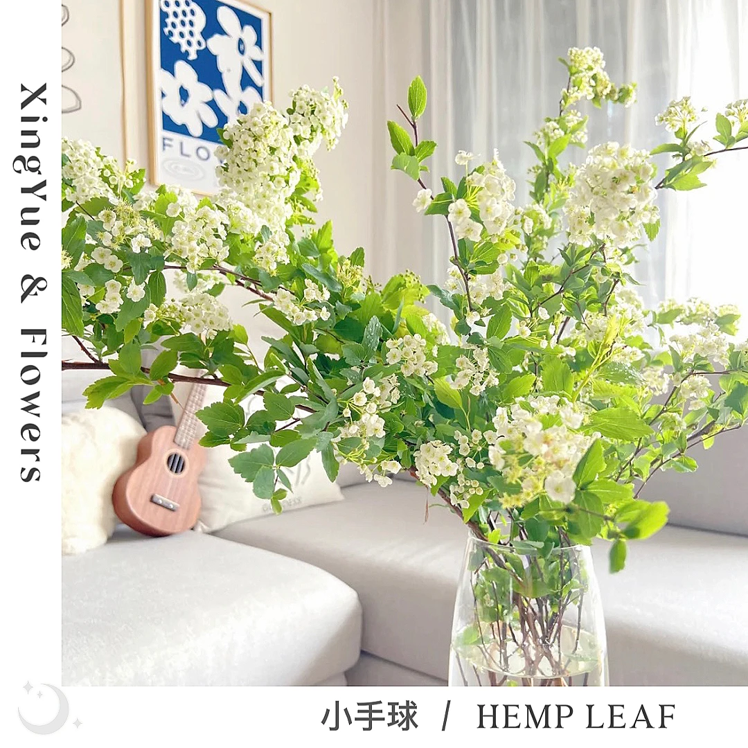 【星玥鲜花】小手球  把春天装进客厅