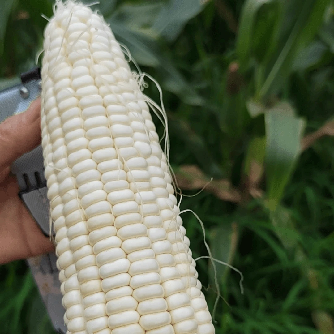 现掰现发新鲜甜微糯玉米带箱10斤包邮