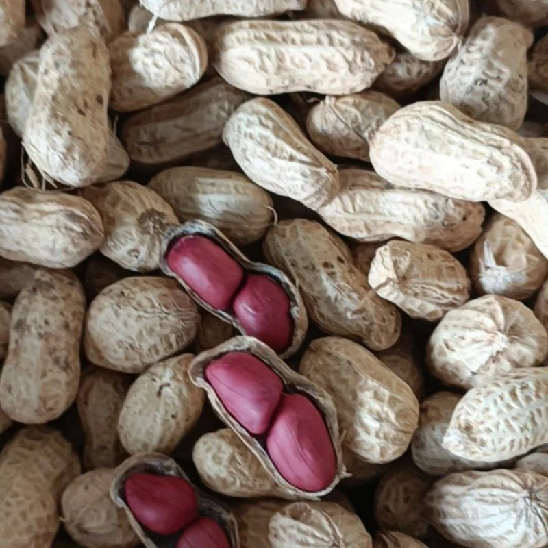 永隆高原红米花生带壳花生新干花生5斤包邮生花生自己