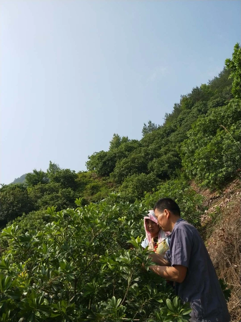 （2～号～链接）东魁嫁接好盆栽绿植