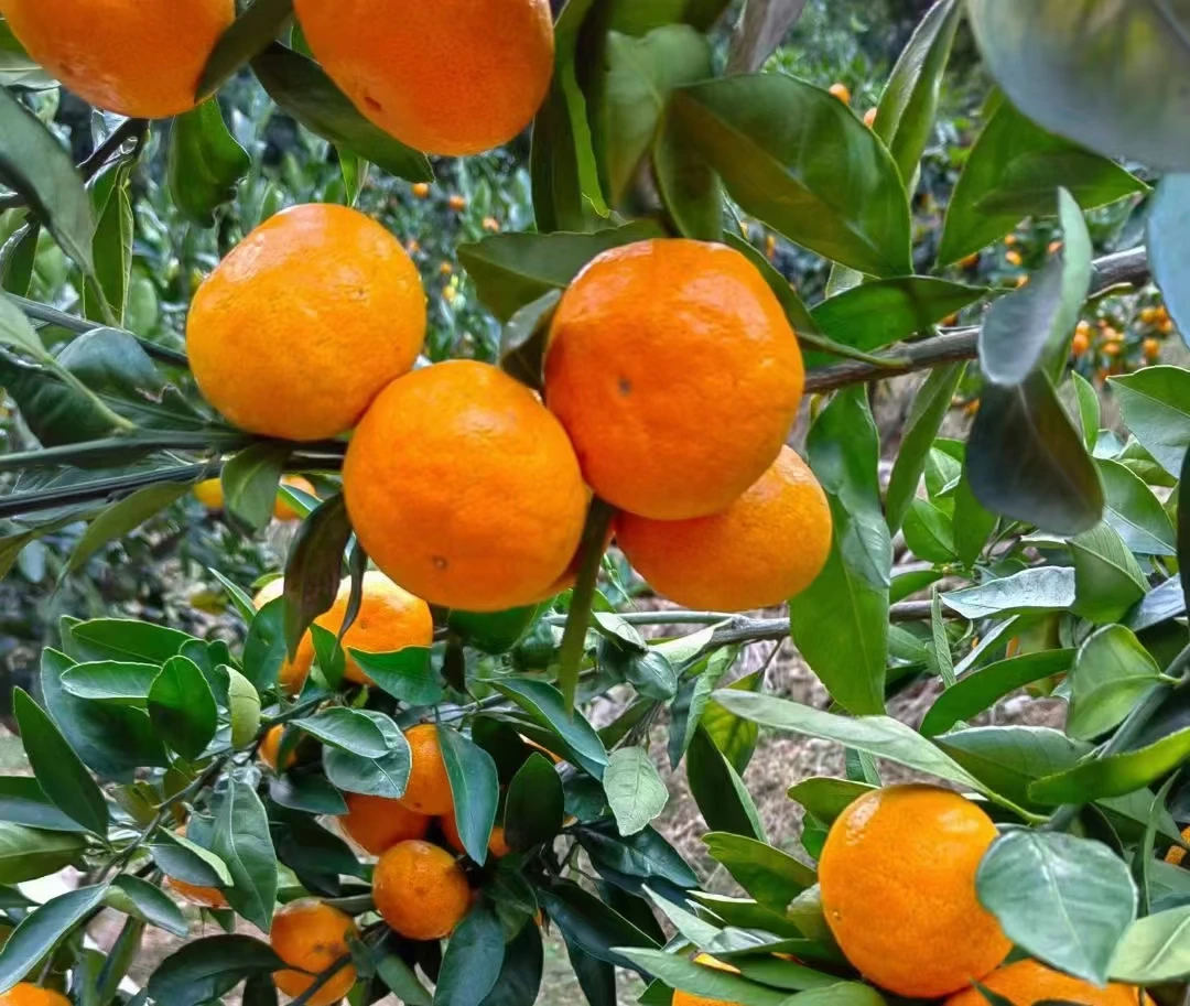 正宗涌泉山地蜜橘