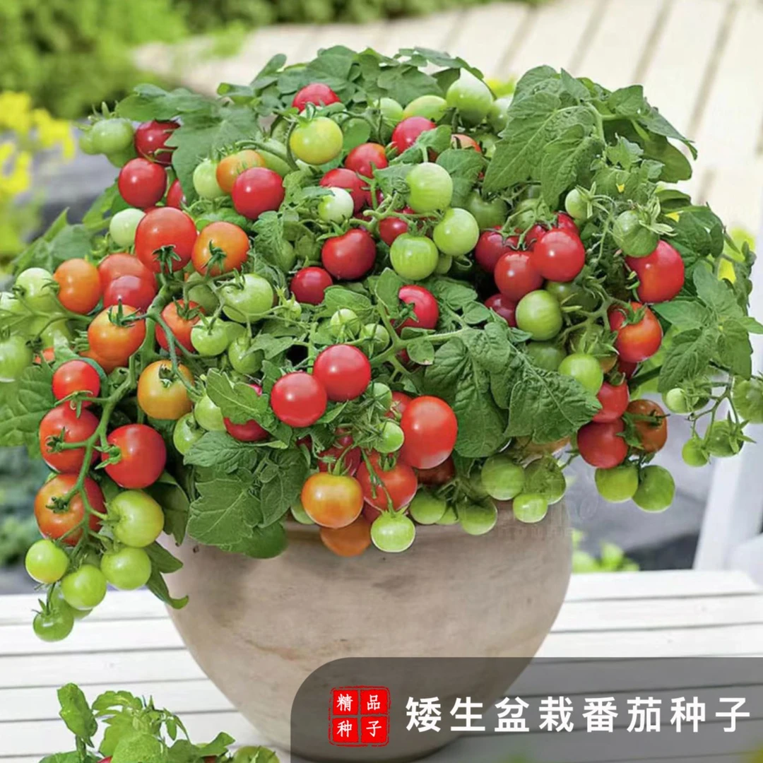 矮生盆栽番茄种子小番茄西红柿种籽阳台蔬菜水果四季播种