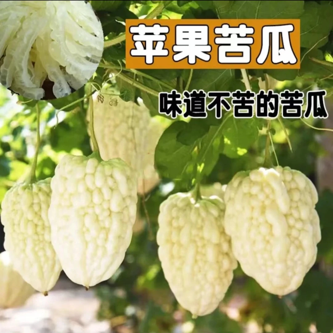 【苹果苦瓜种子】可生吃苦瓜种子脆爽家庭小院春季夏季简单种植