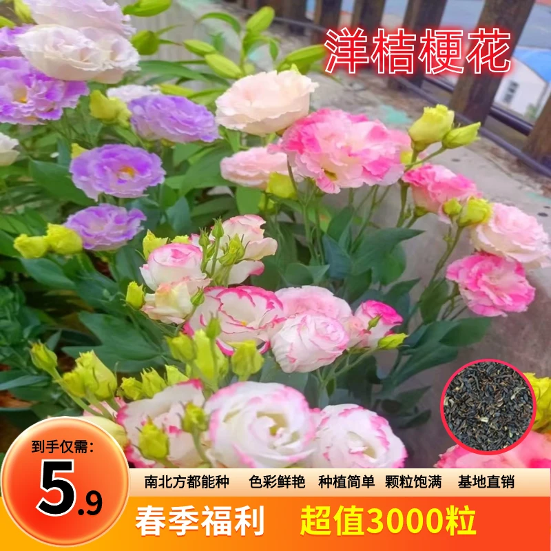 抢！5.9元3000粒 洋桔梗花四季易活阳台庭院盆栽地栽南北方种植