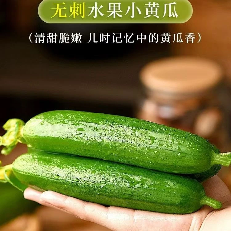 山东潍坊水果小黄瓜无刺荷兰黄瓜新鲜采摘清甜可口