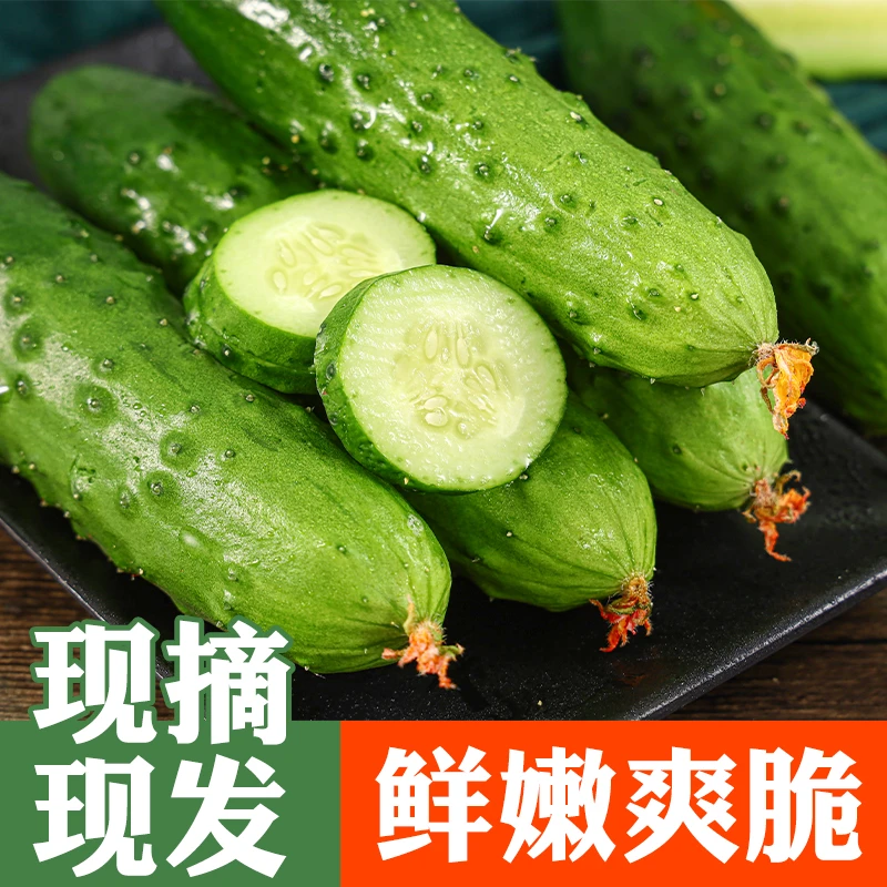 山东产地直发水果小青瓜生吃凉拌水果黄瓜旱黄瓜大刺黄瓜