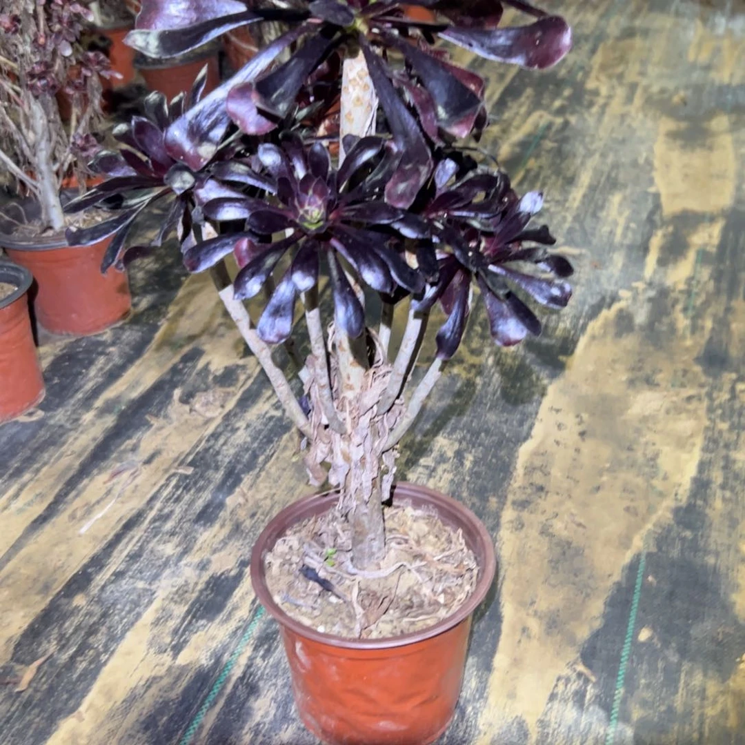 魔法师多肉一物一拍134